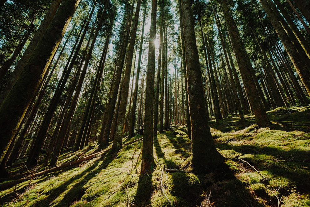 Foto von einem Wald, als Symbolbild für das Thema Waldinvestments