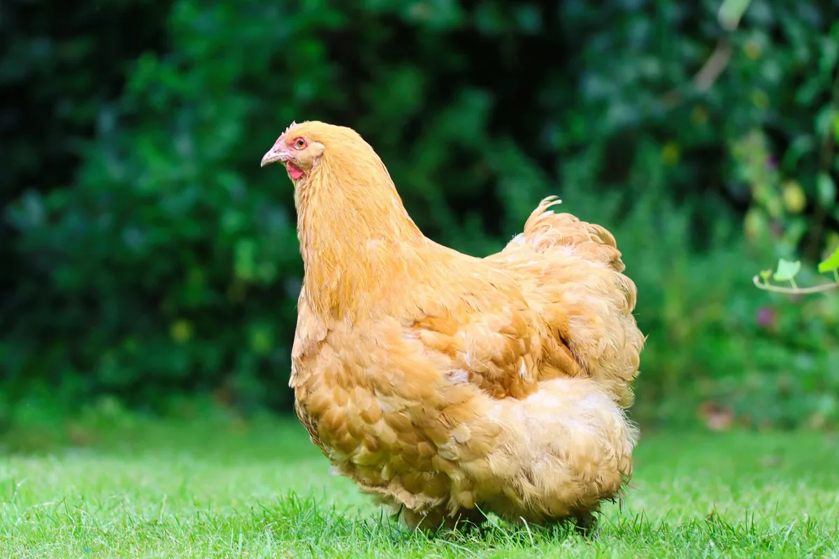 Orpington Fünf Hühnerrassen für eine bunte Schar